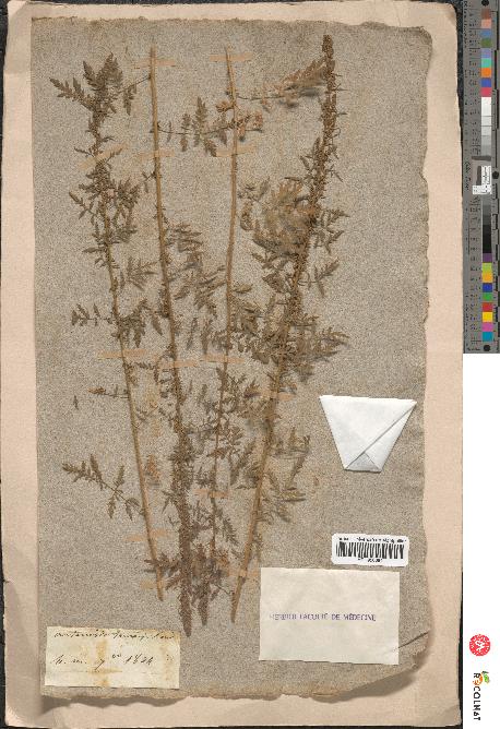 spécimen de Artemisia tanacetifolia