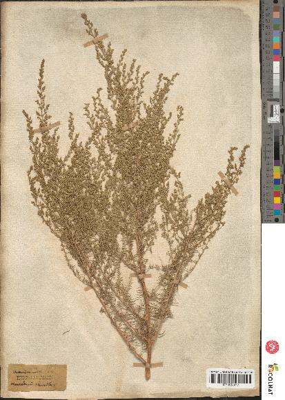 spécimen de Artemisia scoparia