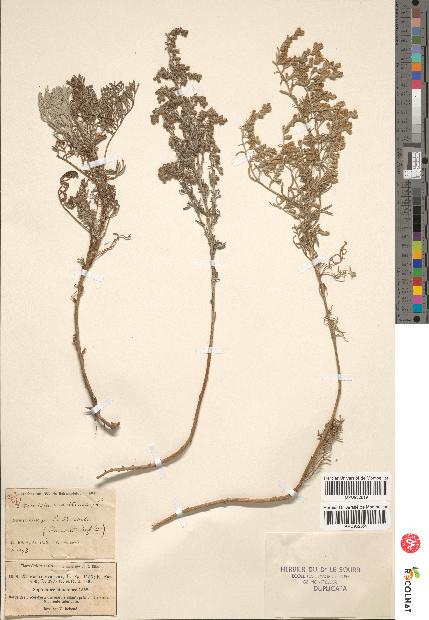 spécimen de Artemisia maritima