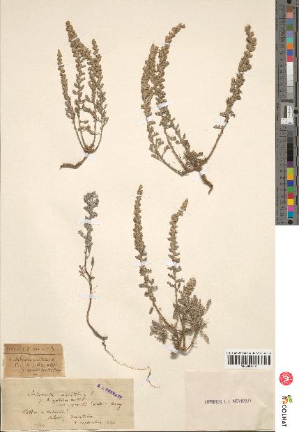 spécimen de Artemisia gallica