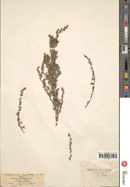 spécimen de Artemisia maritima