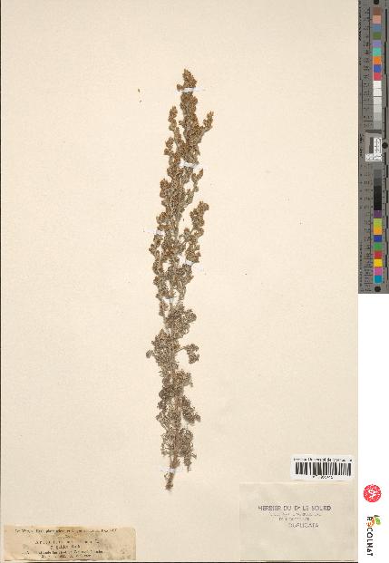 spécimen de Artemisia maritima