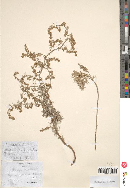 spécimen de Artemisia maritima