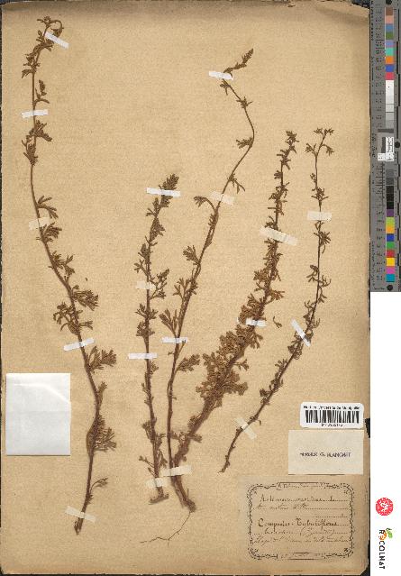 spécimen de Artemisia maritima
