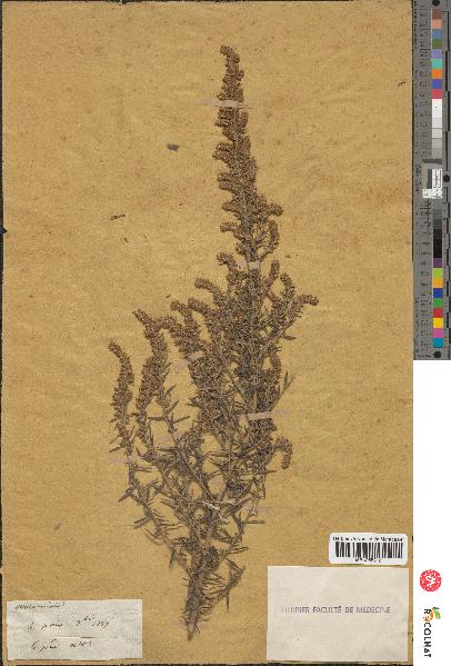 spécimen de Artemisia maritima