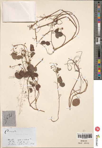 spécimen de Desmodium sp.