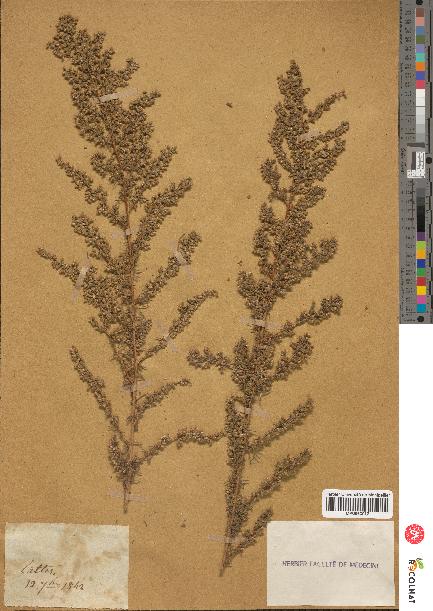 spécimen de Artemisia campestris