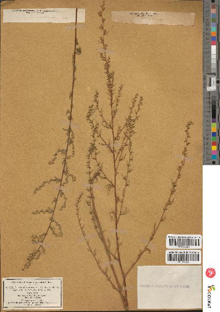 spécimen de Artemisia campestris