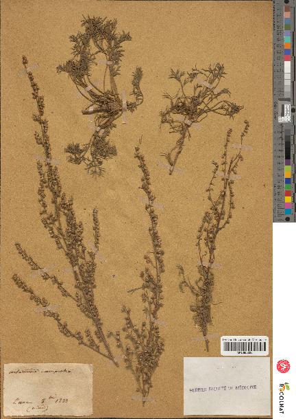 spécimen de Artemisia campestris