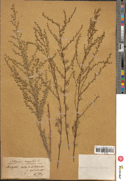 spécimen de Artemisia campestris