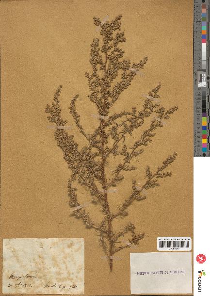 spécimen de Artemisia campestris