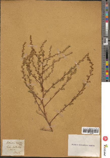 spécimen de Artemisia campestris