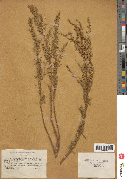 spécimen de Artemisia campestris