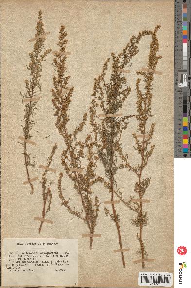 spécimen de Artemisia campestris