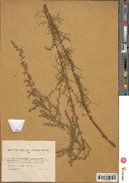 spécimen de Artemisia campestris