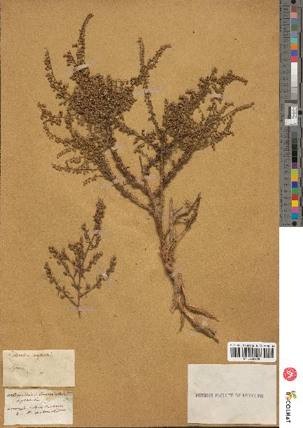 spécimen de Artemisia campestris