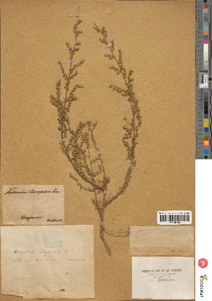 spécimen de Artemisia campestris