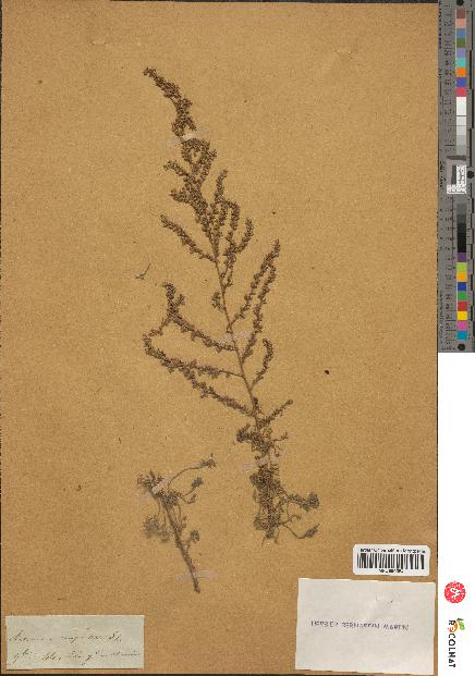 spécimen de Artemisia campestris