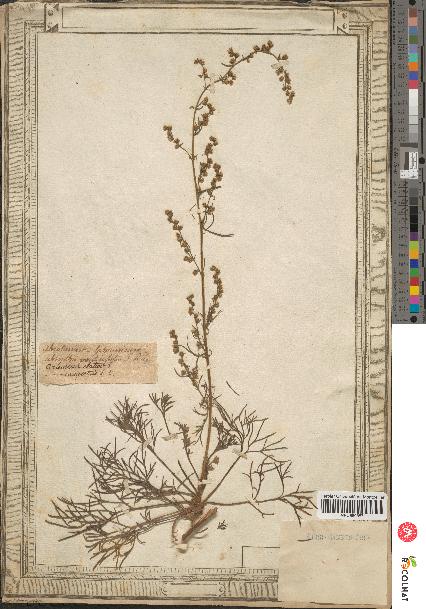 spécimen de Artemisia campestris