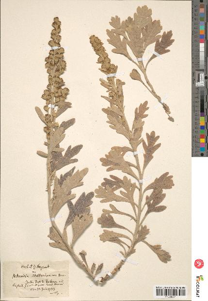 spécimen de Artemisia stelleriana