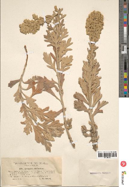 spécimen de Artemisia stelleriana