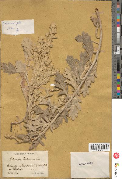 spécimen de Artemisia stelleriana