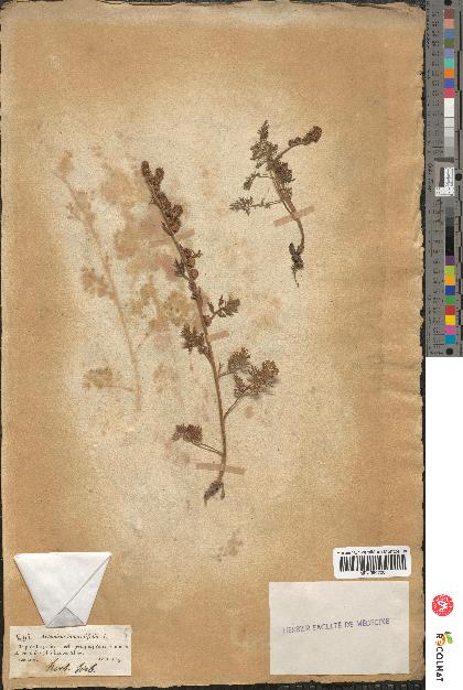 spécimen de Artemisia tanacetifolia