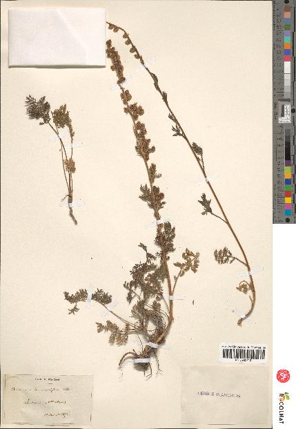 spécimen de Artemisia tanacetifolia