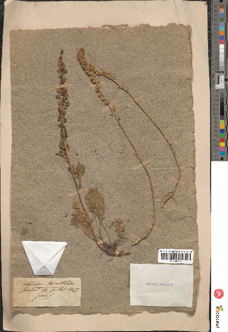 spécimen de Artemisia tanacetifolia