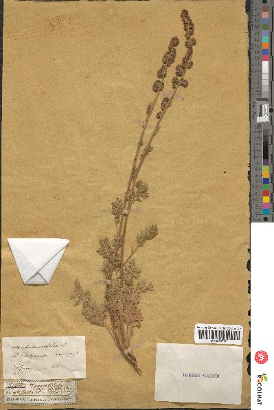 spécimen de Artemisia tanacetifolia