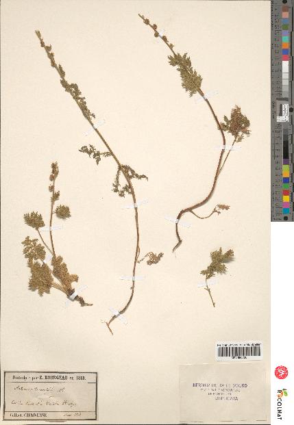 spécimen de Artemisia tanacetifolia