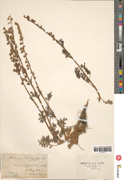 spécimen de Artemisia tanacetifolia