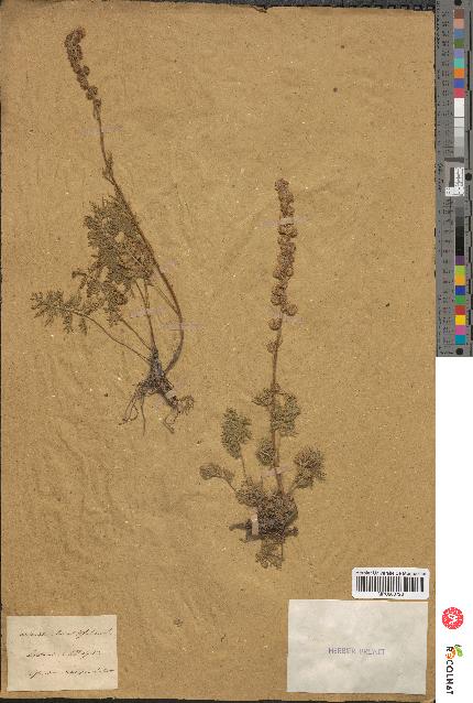 spécimen de Artemisia tanacetifolia