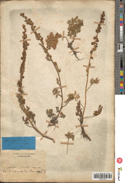 spécimen de Artemisia tanacetifolia