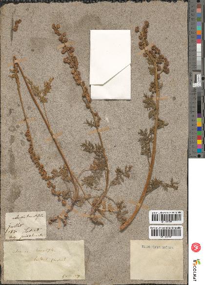 spécimen de Artemisia tanacetifolia