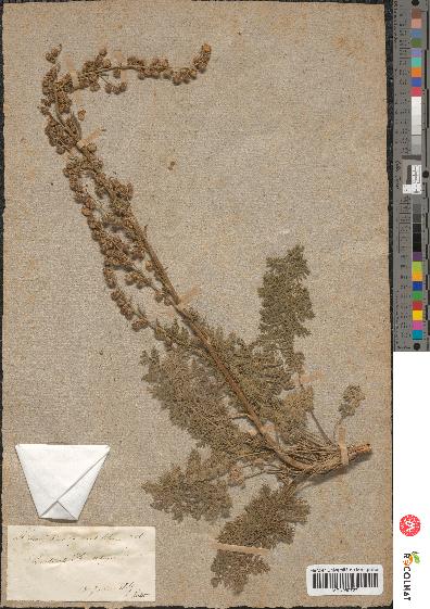 spécimen de Artemisia tanacetifolia