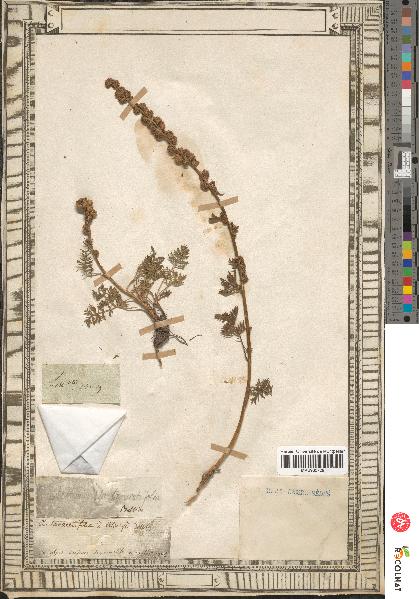 spécimen de Artemisia tanacetifolia