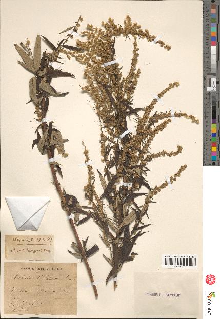 spécimen de Artemisia selengensis