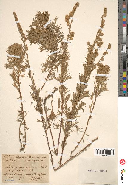 spécimen de Artemisia sericea