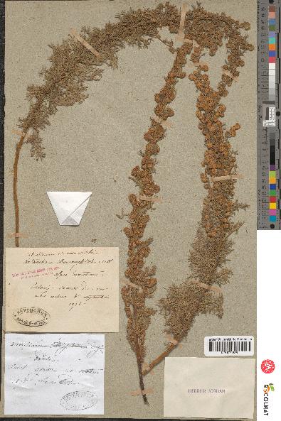 spécimen de Artemisia chamaemelifolia