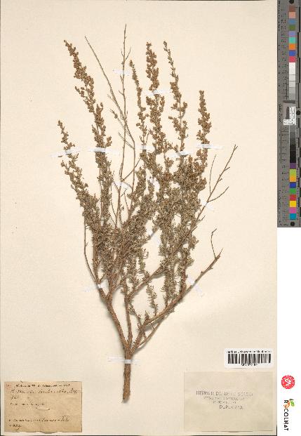 spécimen de Artemisia herba-alba