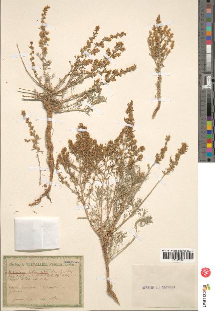 spécimen de Artemisia herba-alba