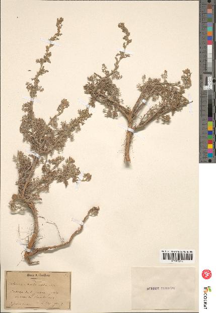 spécimen de Artemisia herba-alba