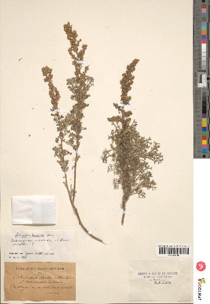 spécimen de Artemisia herba-alba