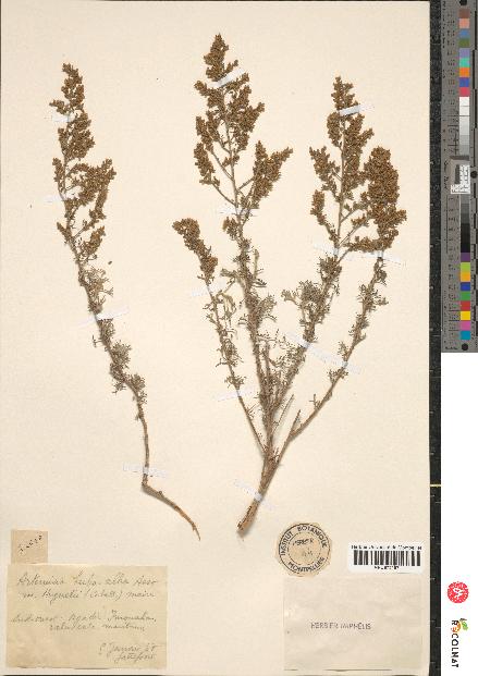 spécimen de Artemisia herba-alba