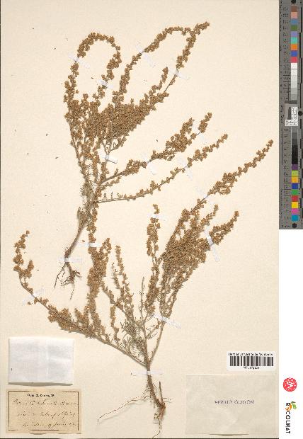 spécimen de Artemisia herba-alba