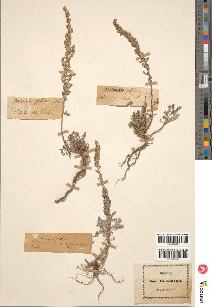 spécimen de Artemisia gallica