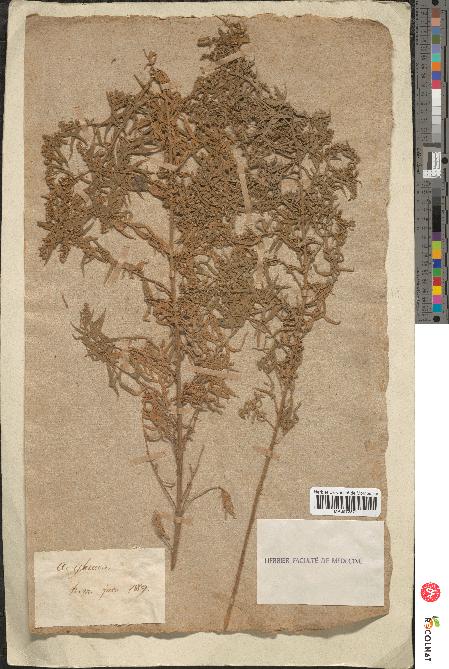 spécimen de Artemisia glauca