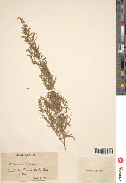 spécimen de Artemisia glauca