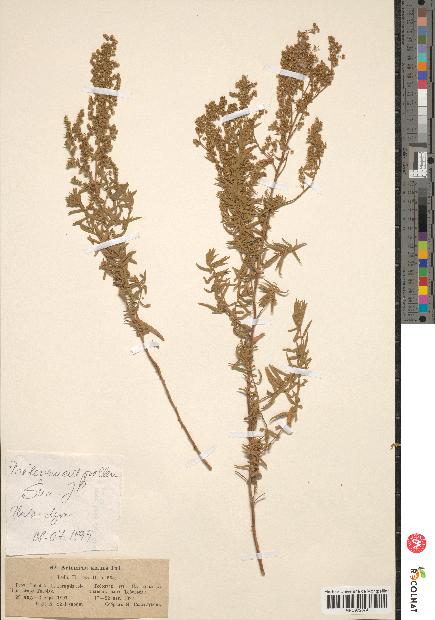 spécimen de Artemisia glauca